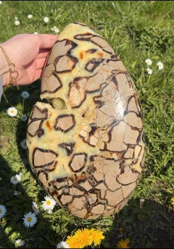 Prachtig mega septarie sculptuur! beschikbaar voor biedingen