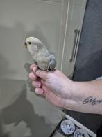 Dwergpapegaai babys handtam, Dieren en Toebehoren, Vogels | Parkieten en Papegaaien, Tam