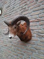 Opgezette kop moeflon taxidermie schedel gewei hert jacht, Ophalen, Wild dier, Gewei of Kop
