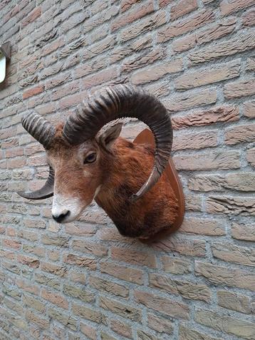 Opgezette kop moeflon taxidermie schedel gewei hert jacht beschikbaar voor biedingen