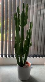 Grote cactus, Huis en Inrichting, Ophalen, Cactus