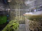 Guppy's te koop ( endler), Dieren en Toebehoren, Vis, Zoetwatervis, Schoolvis