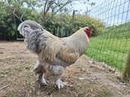 2 prachtige Brahma Hanen, Dieren en Toebehoren, Mannelijk, Kip