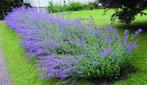 24 nepeta fraassenii in pot, Tuin en Terras, Planten | Tuinplanten, Ophalen, Vaste plant
