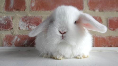Nederlandse hangoor dwergkonijntjes (gevaccineerd!), Dieren en Toebehoren, Konijnen, Dwerg, Meerdere dieren, 0 tot 2 jaar, Hangoor