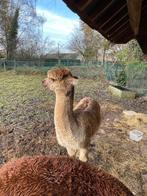 Alpaca, Dieren en Toebehoren, Mannelijk, 3 tot 5 jaar