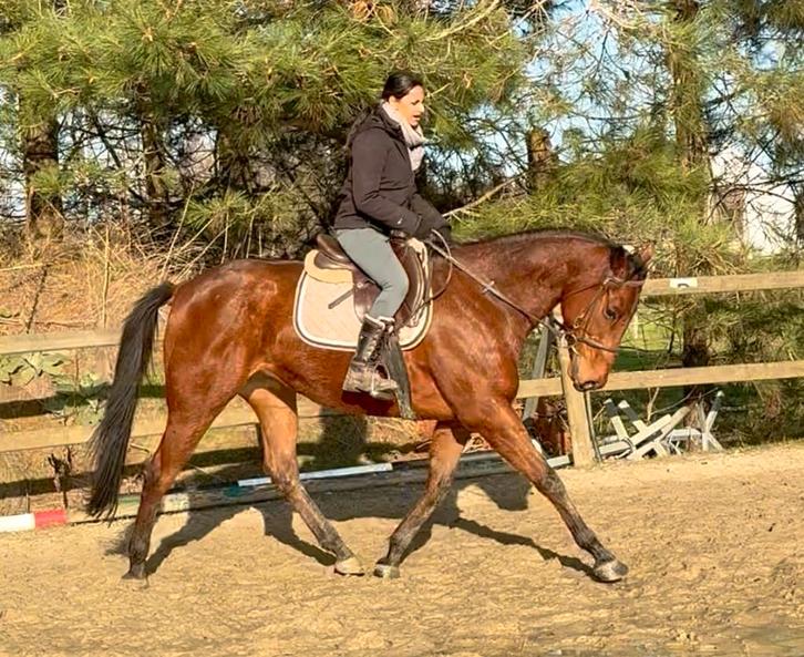 Braaf leerpaard, Dieren en Toebehoren, Paarden, Ruin, 7 tot 10 jaar