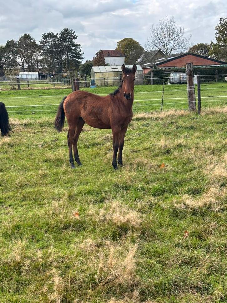 Shetlander gezocht voor bij mijn veulen, Dieren en Toebehoren, Paarden