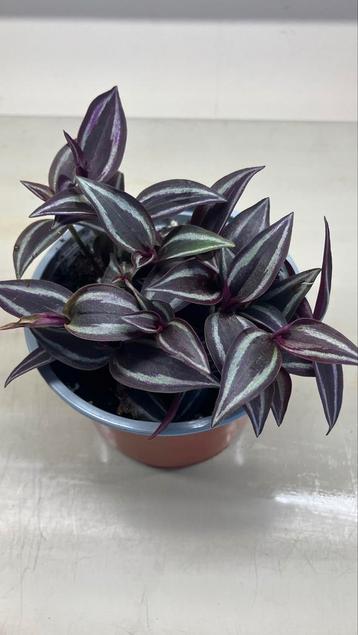 Tradescantia Zebrina. Verschillende soorten  beschikbaar voor biedingen