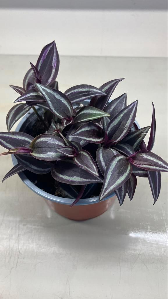 Tradescantia Zebrina. Verschillende soorten, Huis en Inrichting, Kamerplanten, Ophalen of Verzenden