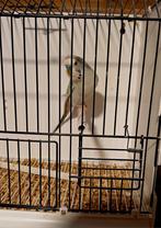 Pallid grasparkiet man, Dieren en Toebehoren, Vogels | Parkieten en Papegaaien