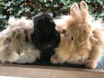 Deux lapines, Animaux & Accessoires, Domestique, Femelle