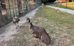 Koppel emoes, Meerdere dieren, Overige soorten