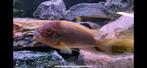Petrochromis moshi Cape Kabogo, Dieren en Toebehoren, Vis, Zoetwatervis, Schoolvis