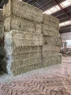 Foin en gros ballots - Top qualité - vert - sans poussière !, Animaux & Accessoires, Enlèvement