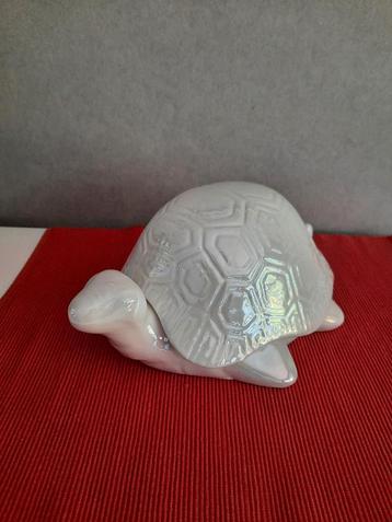 Leuke schildpad beschikbaar voor biedingen
