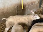 Texel ramlammeren, Dieren en Toebehoren, Schapen, Geiten en Varkens