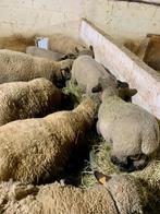 Couple Hampshire à vendre, Mouton, Plusieurs animaux, 0 à 2 ans