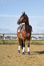 Soptpony D, Dieren en Toebehoren, Pony's, Gechipt, Ruin, Springpony, 3 tot 6 jaar