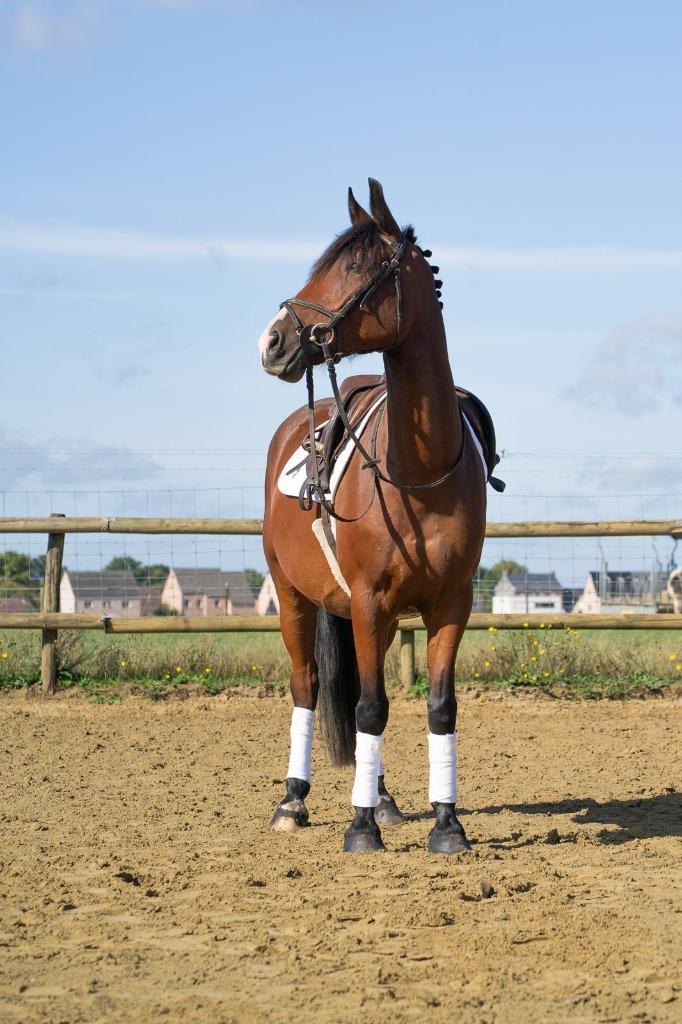 Soptpony D, Dieren en Toebehoren, Pony's, Ruin, L, D pony (1.37m tot 1.48m), Springpony, 3 tot 6 jaar, Met stamboom, Gechipt, Ontwormd