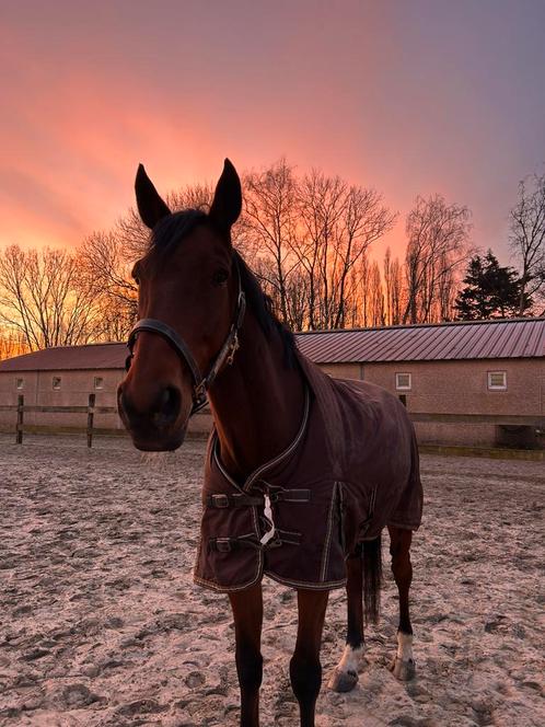 Draver te koop, Dieren en Toebehoren, Paarden, Ruin