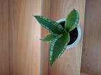 Sanseveria Silverflame...Moonshine... hahnii, Huis en Inrichting, Ophalen