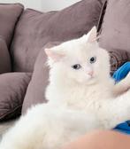Vendre un chat, Dieren en Toebehoren, Katten en Kittens | Raskatten | Langhaar, 0 tot 2 jaar, Kater