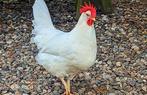 Kuikens vlees en legkip, Dieren en Toebehoren, Pluimvee, Meerdere dieren, Kip