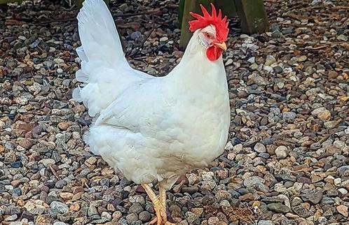 Kuikens vlees en legkip, Dieren en Toebehoren, Pluimvee, Kip, Meerdere dieren