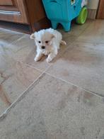 Maltezer pups, België, Maltezer, CDV (hondenziekte), 8 tot 15 weken