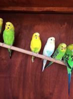 Laatste kans: JONGE GRASPARKIETJES 2025: 10 EURO/VOGEL, Dieren en Toebehoren, Vogels | Parkieten en Papegaaien, Meerdere dieren