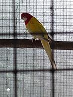 Rosella gele zwartoog kans blauw  2de foto...75 euro., Dieren en Toebehoren