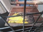 Lutino en lacewing halsbandparkieten, Geslacht onbekend, Parkiet, Geringd