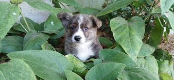 Prachtige welsh corgi pups, Autres races, 8 à 15 semaines, Plusieurs, Éleveur | Loisir