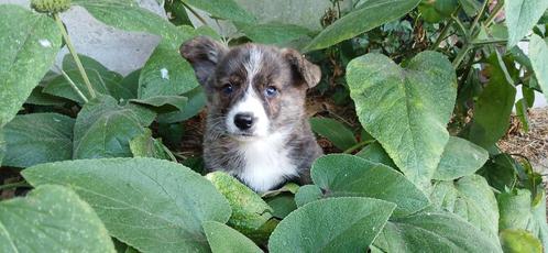 Prachtige welsh corgi pups, Dieren en Toebehoren, Honden | Herdershonden en Veedrijvers, Meerdere dieren, Overige rassen, Fokker | Hobbymatig