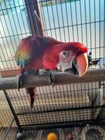 Macaw chloroptera man 2023 - Teamwedstrijd, Dieren en Toebehoren, Vogels | Parkieten en Papegaaien, Mannelijk, Papegaai, Pratend
