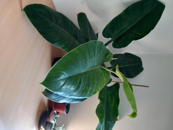 Philodendron imperial green beschikbaar voor biedingen