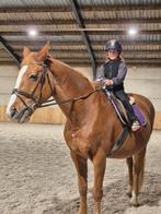 Vossen merrie 26 jaar, Dieren en Toebehoren, Merrie