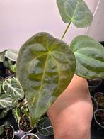 Anthurium forgetti dark form, Huis en Inrichting, Kamerplanten, Ophalen of Verzenden