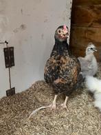 Kuiken, Dieren en Toebehoren, Pluimvee, Geslacht onbekend, Kip