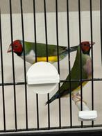 Koppel Gouldamadines goulds te koop