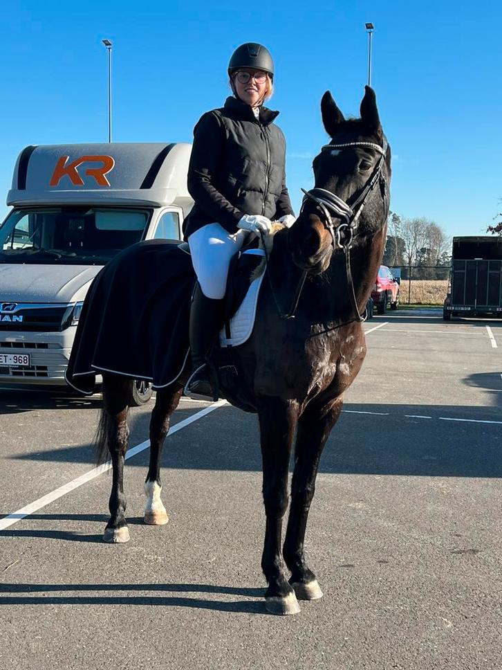 BWP te koop!, Dieren en Toebehoren, Paarden en Pony's | Verzorgingsproducten, Zo goed als nieuw, Ophalen of Verzenden