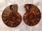 Ammonite polie et ouverte, Fossile, Enlèvement ou Envoi