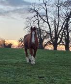 2 springpaarden, Dieren en Toebehoren, Paarden