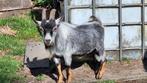blauwschimmel Tan te koop, Dieren en Toebehoren, Schapen, Geiten en Varkens, Mannelijk, Geit, 0 tot 2 jaar