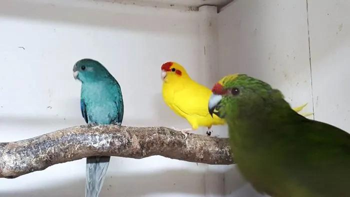 Ik zoek jonge vogels nog in de blok, Animaux & Accessoires, Oiseaux | Perruches & Perroquets, Domestique