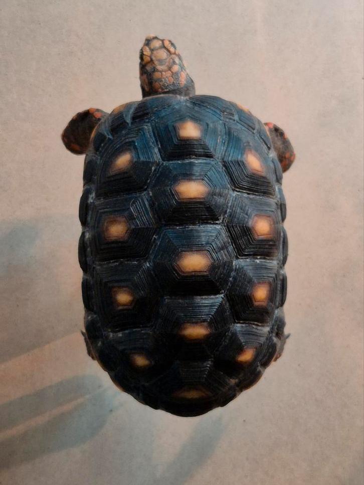 Chelonoidis carbonaria (Tortue), Animaux & Accessoires, Reptiles & Amphibiens | Accessoires, Neuf, Autres types, Enlèvement