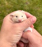 Goudhamster, Dieren en Toebehoren, Knaagdieren, Hamster