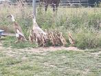 Indische loopeendjes, Dieren en Toebehoren, Pluimvee, Geslacht onbekend, Eend