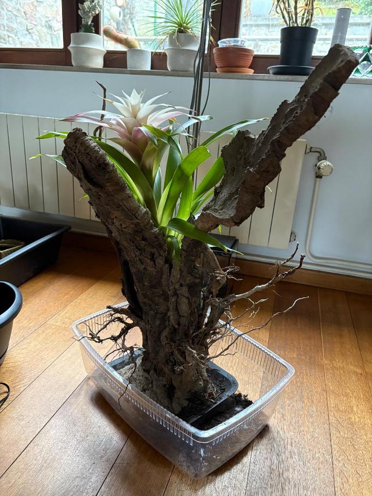 Décor terrarium arboricole, Animaux & Accessoires, Reptiles & Amphibiens | Accessoires, Neuf, Branche, Plante, Roche ou Pierre